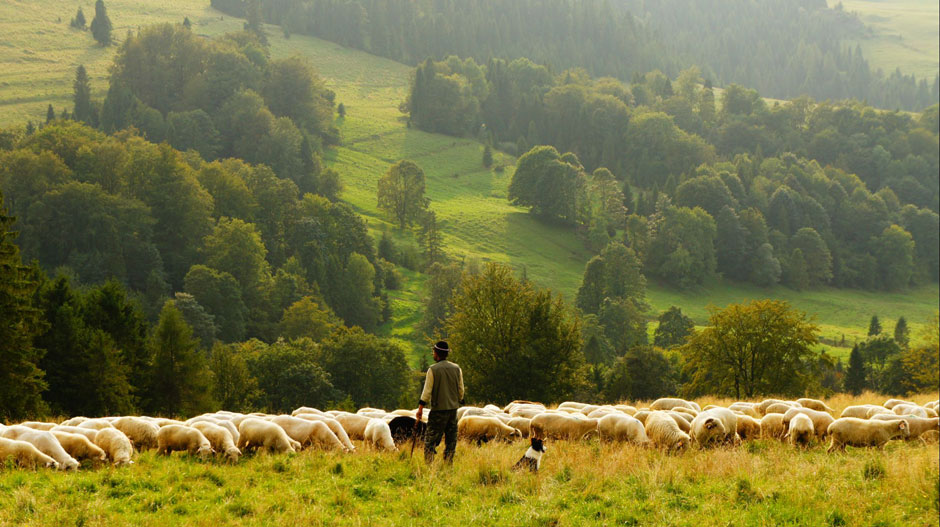 Aussicht Schafherde